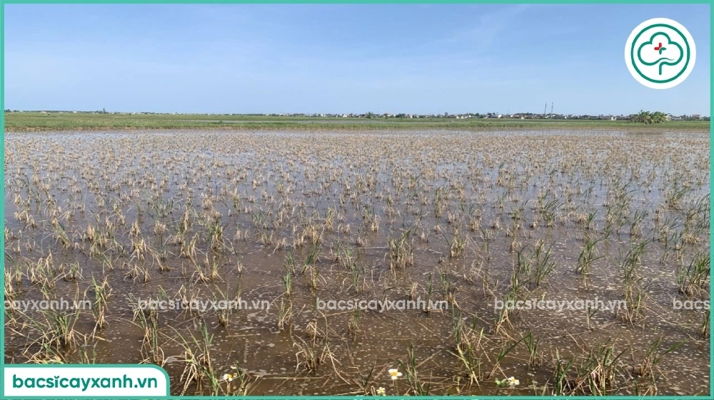 Đất nhiễm mặn